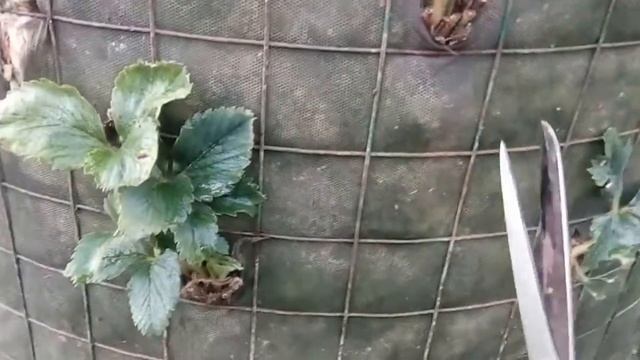 Клубника в вертикальных грядках Особенности смотреть онлайн