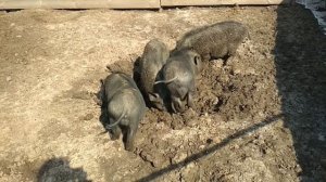 Экономия на кастрации хряков. Запах и выгода