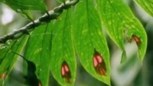 Опыление растений птицами