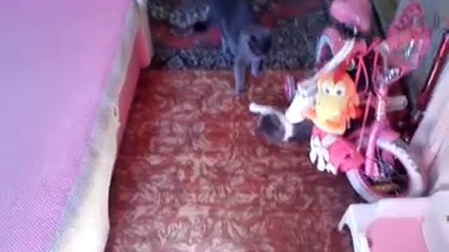 Джиу-джитсу моих кошек.