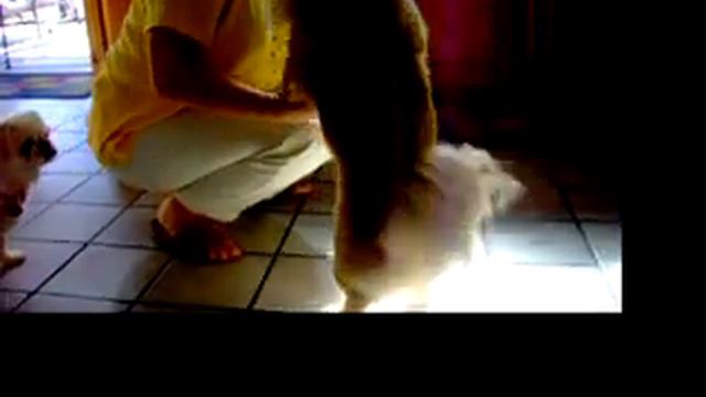 Jealous Pekingese смотреть онлайн