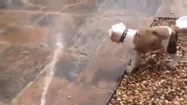 My alapaha blue blood bulldog pup смотреть онлайн