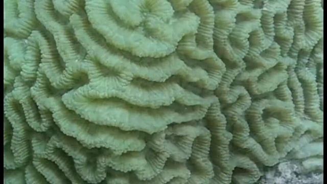 Praxistest Panasonic SDR-SW21 wasserdichte Cam смотреть онлайн