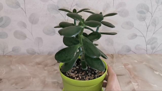 Денежные деревья в марте. Мои толстянки. смотреть онлайн