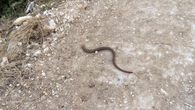 Желтопузики смотреть онлайн