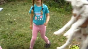 Как и чем кормить недельных козлят. Кормление козлят без соски а с миски.