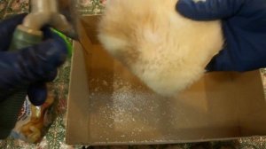 Как почистить белый мех