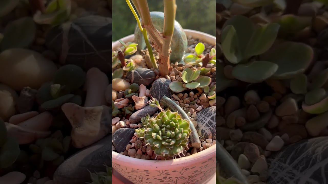 Садик с суккулентами / Garden with succulents смотреть онлайн