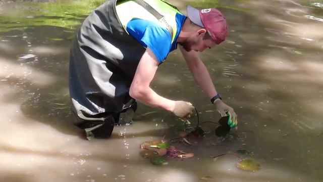 Высадка водных растений в Медведковский пруд смотреть онлайн