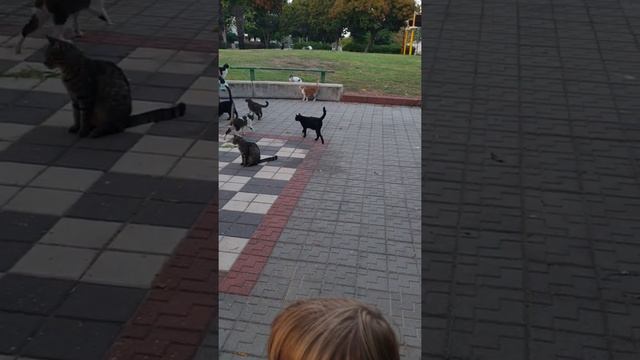 Кормление кошек в парке смотреть онлайн