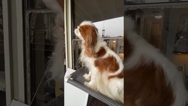 Teddy the Cavalier King Charles Spaniel | Flycatcher's Syndrome? смотреть онлайн