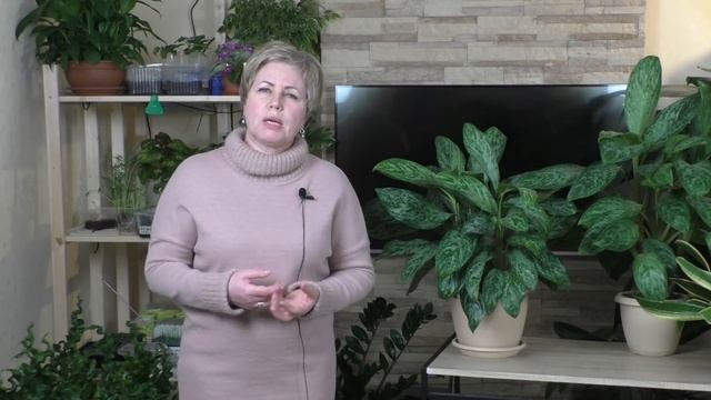 ЛУЧШИЙ КОМНАТНЫЙ ЦВЕТОК ДЛЯ ТЕНИСТЫХ МЕСТ! смотреть онлайн