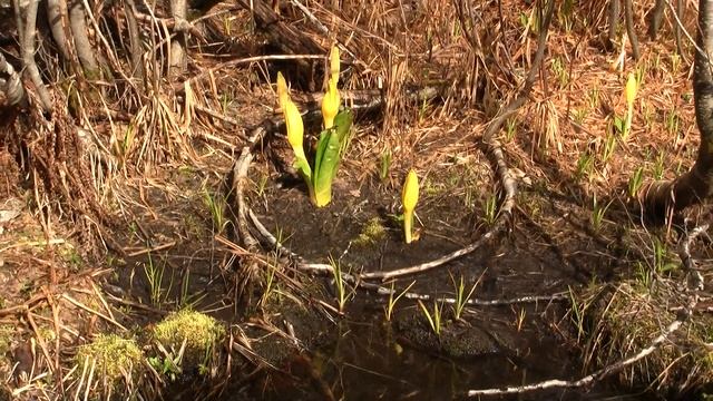 Western Skunk Cabbage, Spring. Американский лизихитон, весна (2263sp) смотреть онлайн