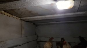 Освещение курятника.Вечерами включаем свет в курятнике.