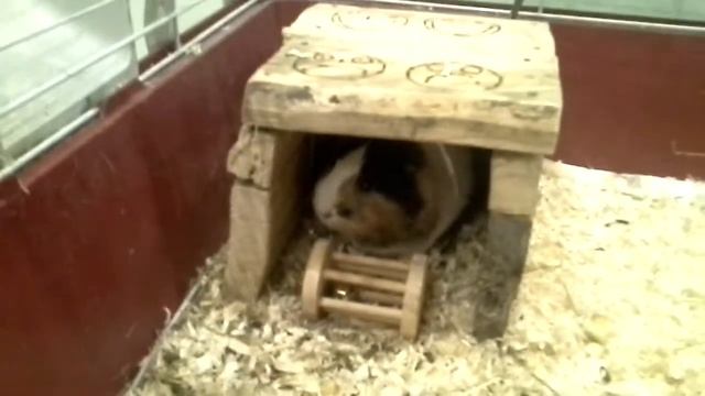 Морская свинка выходит из домика.