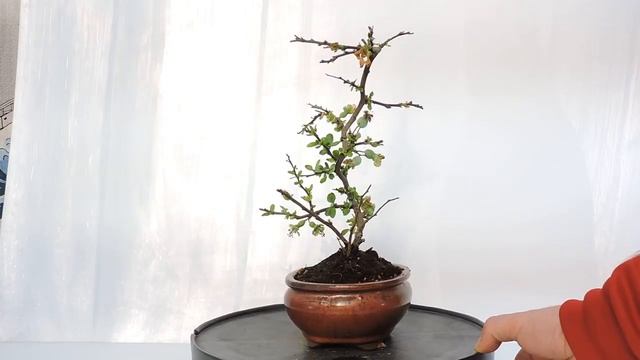 Vídeo 360º Bonsai Chaenomeles Superba. Membrillero Japonés. ref.CHS05 www.bonsaishiawase.es смотреть онлайн