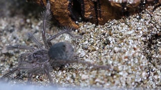 CRAZY ATTACK!!! World's Largest Spider (Genus) Theraphosa Stirmi Sling Care