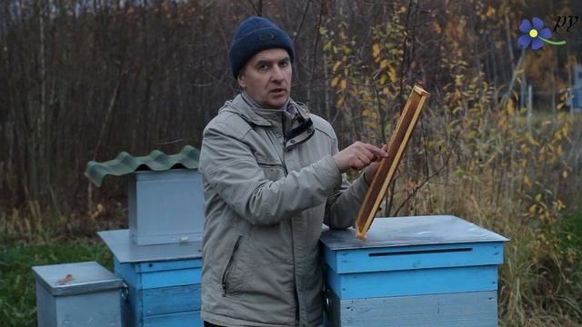 Максимальная яйцекладка пчелиной матки: 8 тысяч - не предел!