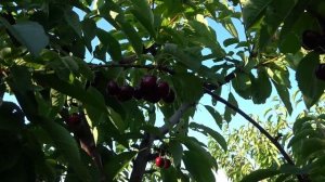 Поздний сорт черешни Свитхарт на 31.07.2022г.