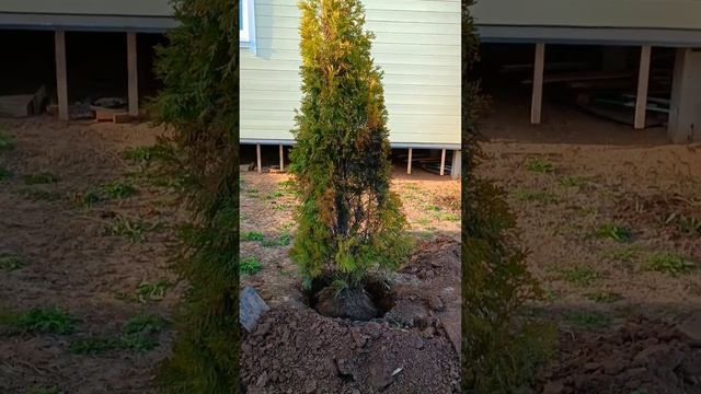 Как пересадить взрослую тую смотреть онлайн