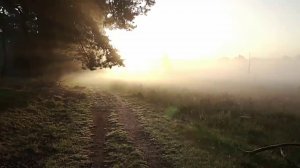 ТОПОЛИНЫЙ ПУХ