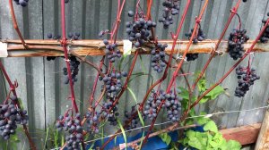 Виноград П-33 и П-26