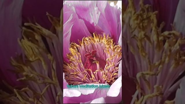 Relaxing music,sleep meditation music,short meditation music, morning relaxing@YellowBrickCinema смотреть онлайн