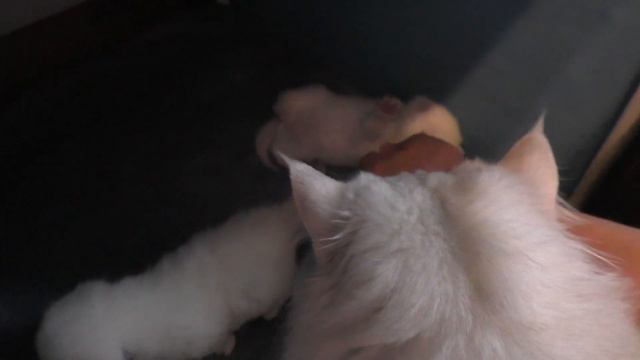 Котята уже большие и скоро будем делать им вальер смотреть онлайн