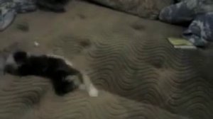 Котенка мучают