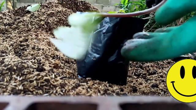 Cara Menanam Caladium Putih/ White Christmas смотреть онлайн