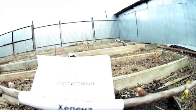 Колоновидная черешня Хелена. Описание сорта, видео, фото. Весенняя посадка колоновидной черешни