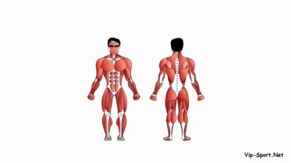 Как составить программу тренировок в зале