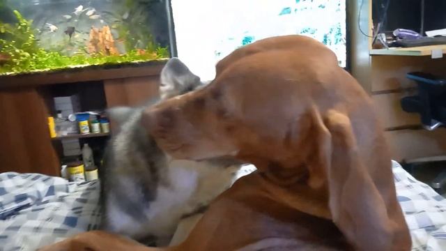 ШОК!!! собаки грызут друг друга!! ?