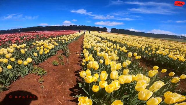 Table Cape Tulip Farm and Light House in Tasmania смотреть онлайн