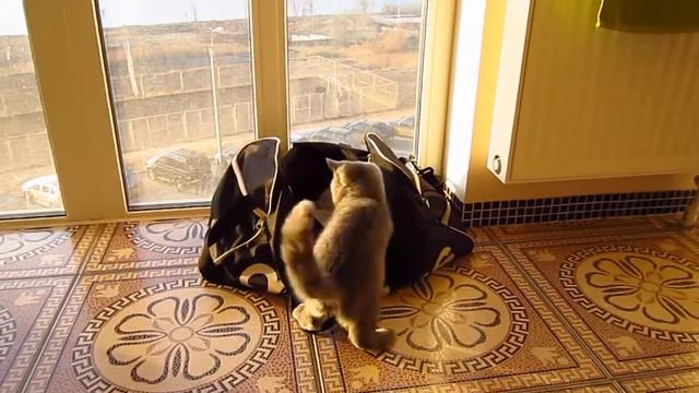 Британский кот Бостон и сумка. смотреть онлайн