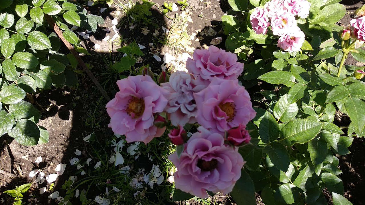 Повод для радости. Вскоре мой сад пополнится розами совершенно бесплатно. смотреть онлайн