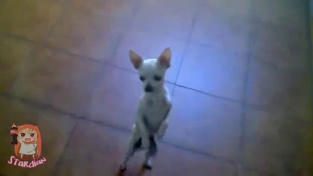 Chihuahua to the Moon смотреть онлайн