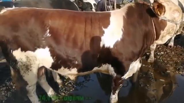 БУКАИ КАЛОНТАРИН ДАР ЧАХОН ДАР С 2021 " САМЫЙ БОЛЬШОЙ БЫК В МИРЕ " THE BIGGEST BULL IN THE WORLD смотреть онлайн