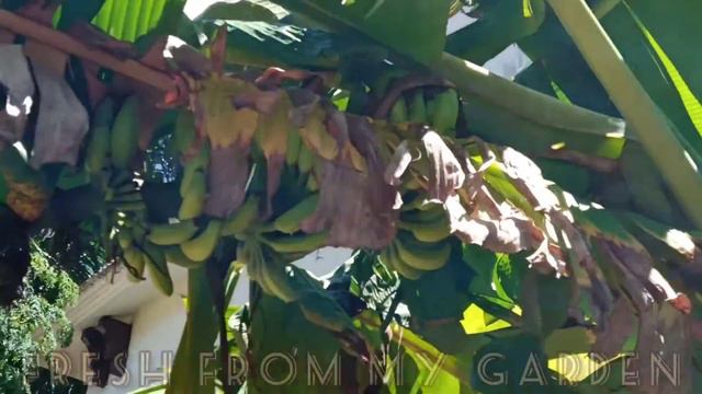 Weekend Gardening/ A Walk Through Our Garden On A Weekend