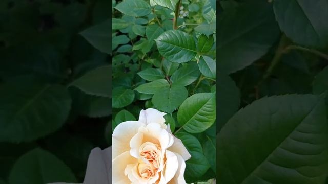 Розы Августа Луиза и Мисс Файн.??? смотреть онлайн