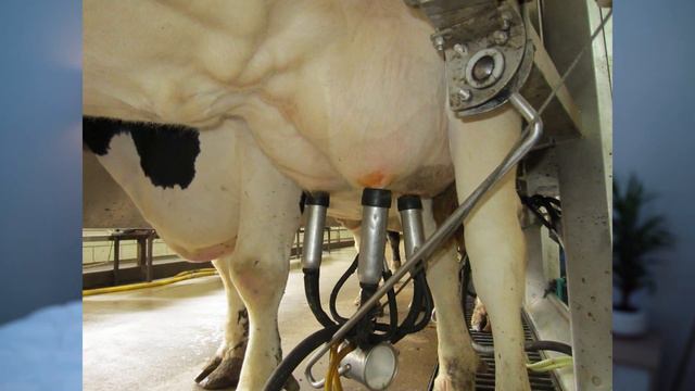 Veganism Vs Vegetarianism | Whats the Difference Between Vegan and Vegetarian (Which is Better?) смотреть онлайн