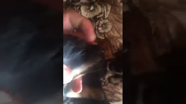 Щенки ягд терьер продажа смотреть онлайн