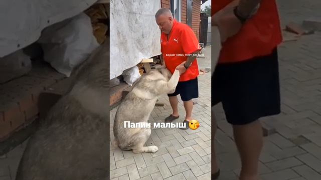 ЗУР БАШИ Танк 2 г (Алабай. Среднеазиатская овчарка. Щенки +79373699903 WhatsApp). смотреть онлайн