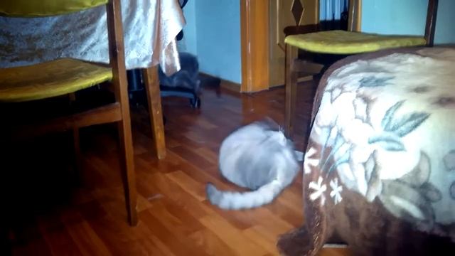 Кот Батон вяжет кошечку №0024 смотреть онлайн