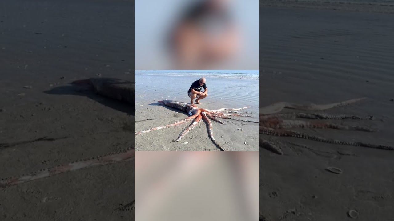 Кальмар чудовищных размеров на берегу смотреть онлайн