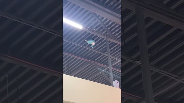 Шарик ? Security ? ТРК Кварц [13.09.2023]