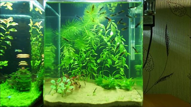 #Dennerle_NanoCube_20L Запуск смотреть онлайн