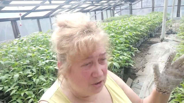 ЧЕМ и КОГДА кормить рассаду от пикирования до высадки в грунт. смотреть онлайн