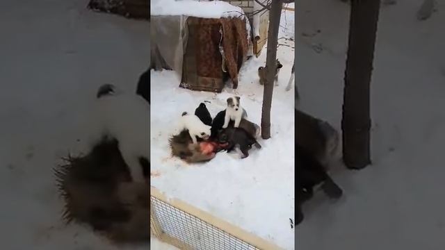 первое знакомство с кабаном. лайка ЗСЛ щенки 1 месяц смотреть онлайн