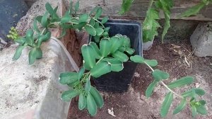 Выращивание родиолы розовой в горшке